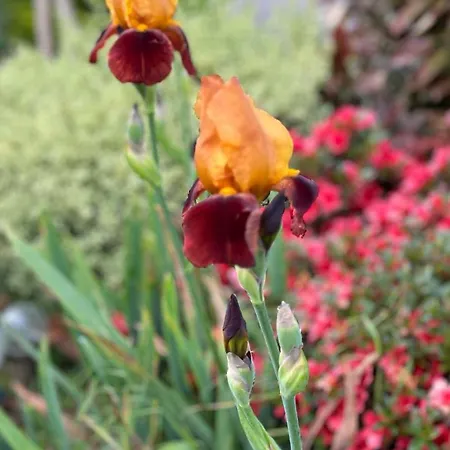 Les Mottes Gandelain