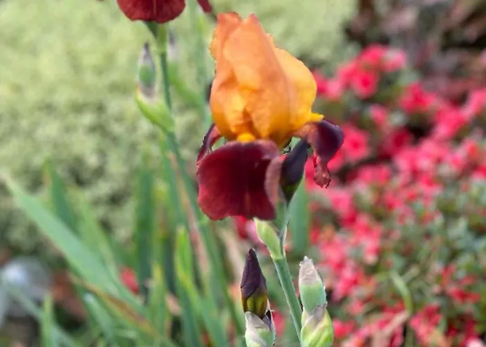 Les Mottes Gandelain